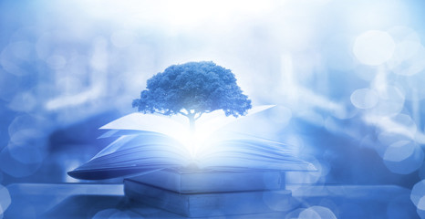 俄罗斯怎么可能有桉树