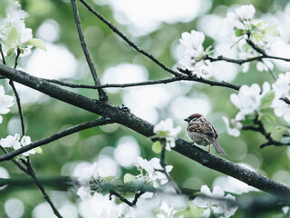 俄罗斯怎么可能有桉树