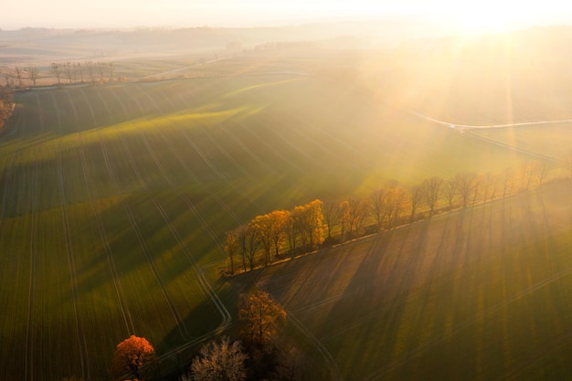 小驳骨有什么功效？